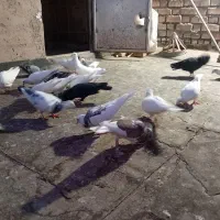 کفتر|پرنده|نیشابور, ابراهیم ادهم|دیوار