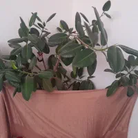 دیفن وفیکوس|گل و گیاه طبیعی|شهرکرد, |دیوار