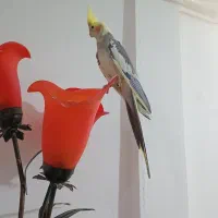 عروس هلندی نر سخنگو اهوی|پرنده|قرچک, مهدیه|دیوار