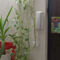 گل و گیاه طبیعی