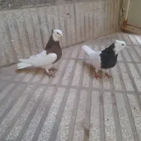 دوتا رنگه کفتر|پرنده|سبزوار, باهنر|دیوار