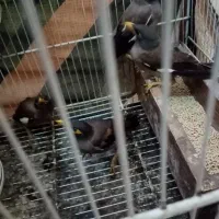 مینا 5ماهه دانه 400 هزار|پرنده|مشهد, همت آباد|دیوار