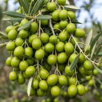 نهال زیتون اصلاح‌شده با برداشت سریع از سال اول|خدمات باغبانی و درختکاری|شیراز, سیاه سنگ|دیوار