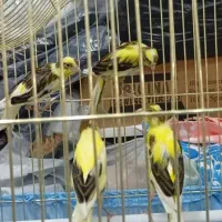 باسلام عرض ادب خدمت دوستان عزیز عشق بازان|پرنده|شهریار, شهریار|دیوار