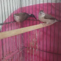 فنچ پاکستانی