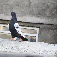 سینه سیاه مقبول درشت|پرنده|مشهد, رضاییه|دیوار