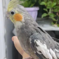 جوجه عروس هلندی