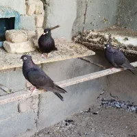 کبوتر یه رنگ چشم نوک سفید|پرنده|سرپل ذهاب, |دیوار