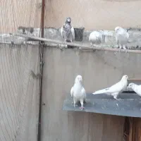 تعدادی کبوتر قیمت توافقی