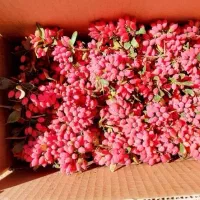 زرشک تازه قاینات