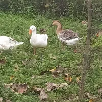 انواع قو غاز|حیوانات مزرعه|سیاهکل, |دیوار