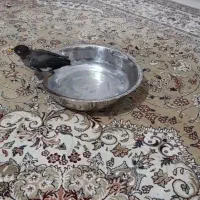 پرنده|پرنده|مشهد, مشهدقلی|دیوار