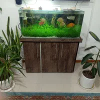 ماهی آروانا و اکواریوم|ماهی|کاشان, شهرک خاتم الانبیا (مسکن ملی کاشان)|دیوار