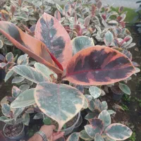 فیکوس شرابی