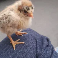 جوجه رسمی ۴ روزه
