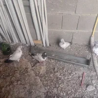 کفتر کله دم سبز|پرنده|کرج, کوی مهر|دیوار