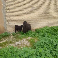 بز بیگ|حیوانات مزرعه|دزفول, |دیوار