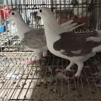 نروماده|پرنده|دزفول, |دیوار