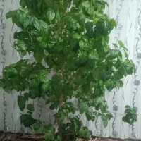 نخل خرما و گل درختی طبیعی|گل و گیاه طبیعی|ثمرین, |دیوار