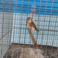 سهره قناری چونه سفید