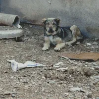 سگ سرابی اصیل