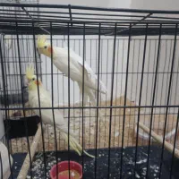 دو جفت عروس هلندی لوتینو مولد