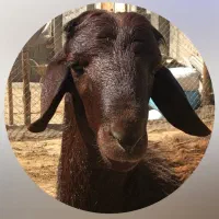 گوشت کاور نر،هفتصدوهشتادتمن