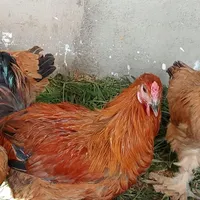 مرغ و خروس برهما|حیوانات مزرعه|تهران, افسریه|دیوار