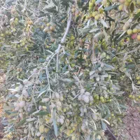 نیازمند کارگر زیتون