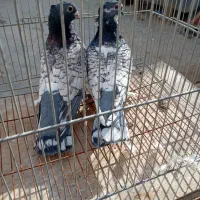 کبوتر بلژیکی/طاوسی/ساتن/تزئینی/