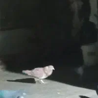 کفتر زرد افغانی قلدر|پرنده|مشهد, نظام دوست|دیوار