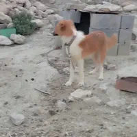 سگ،