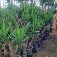 فروش یوکا خرده و عمده در تهران|گل و گیاه طبیعی|ری, سیزده آبان|دیوار