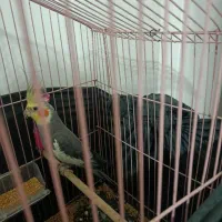 عروس هلندی نر