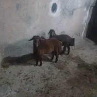 بره نر