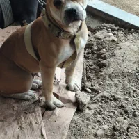 پیت بول ماده