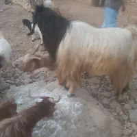 فروش پازن الوس تخمی جوان|حیوانات مزرعه|یاسوج, |دیوار