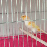 دو عدد قناری