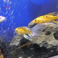 ماهی کوی|ماهی|مشهد, شهید معقول|دیوار