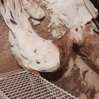 زرد هفرنگ نر مست مناسب جفت|پرنده|الوند, |دیوار