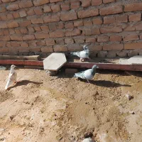 کفتر  آلمانی|پرنده|تایباد, |دیوار