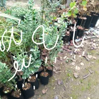 گل گیاه بیرونی حیاط