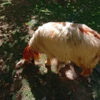 کوه داشتی|حیوانات مزرعه|بازفت, |دیوار