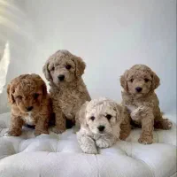 واگذاری پت های رنگارنگ|سگ|شیراز, شهرک گلستان|دیوار