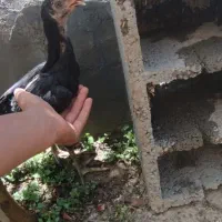 لاری