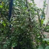 بن سای خرفه|گل و گیاه طبیعی|تهران, شهرک آزادی|دیوار