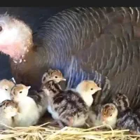 بوقلمون ماده