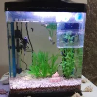 اکواریوم همراه با ماهی و لوازم