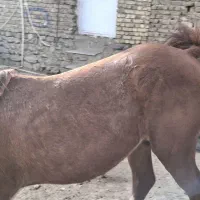 نریان سه ساله