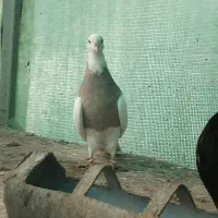 طوقی کرمانشاه|پرنده|رامیان, |دیوار